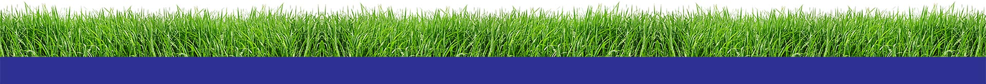 Grass